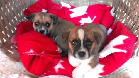 Free To Good Home Puppies Near Me